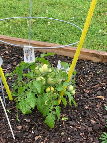 Community garden